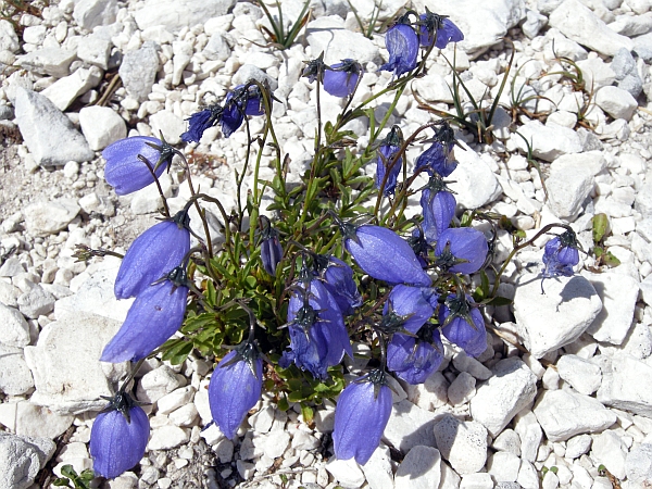 Campanula cochleariifolia
